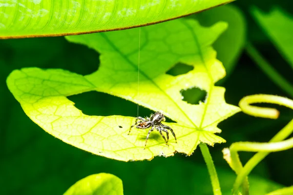 Spindel på gröna blad — Stockfoto