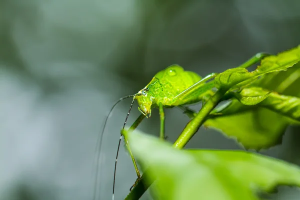 Strange grasshopper — Stock Photo, Image