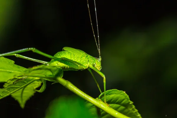 이상한 메뚜기 — 스톡 사진