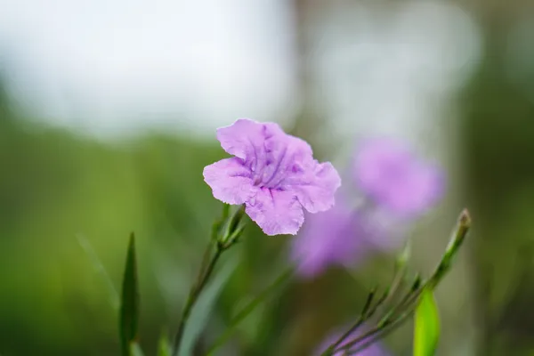 Flor de Purlpe —  Fotos de Stock