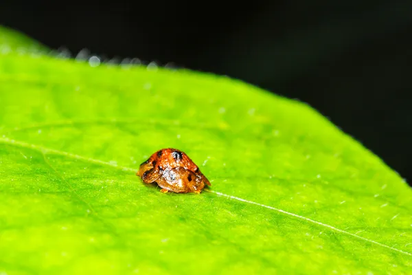 Lieveheersbeestje op groen blad — Stockfoto