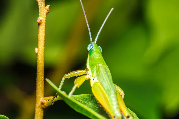 Green grasshopper on grass leaf — Stock Photo, Image