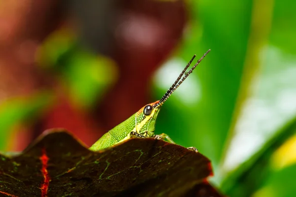 Cavalletta verde su foglia d'erba — Foto Stock