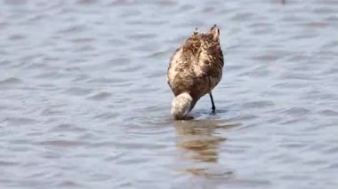 Doğu Siyah Kuyruklu Godwit Nehirde (Hayvan Portresi)