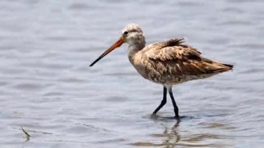 Doğu Siyah Kuyruklu Godwit Nehirde (Hayvan Portresi)