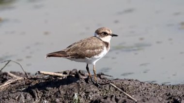 Yerde Küçük Halkalı Plover (Hayvan Portresi)