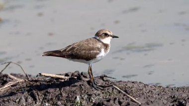 Yerde Küçük Halkalı Plover (Hayvan Portresi)