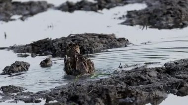 Yerde Pintail Snipe (Hayvan Portresi)