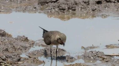 Doğulu Pratincole yerde.