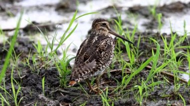 Yerde Pintail Snipe (Hayvan Portresi)