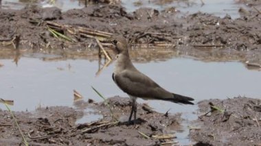 Doğulu Pratincole yerde.