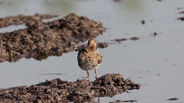 Pintail Snipe Suelo Retrato Animal — Vídeos de Stock