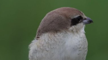 Kahverengi-Örümcekkuşu yakından çek.