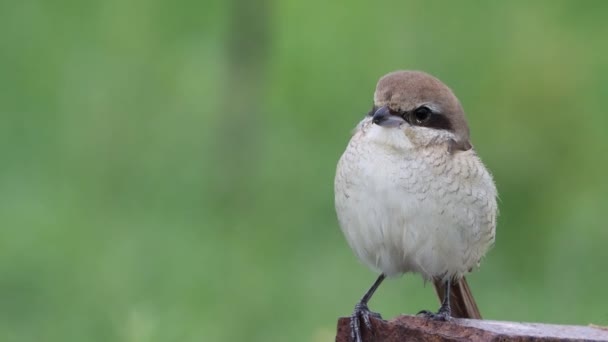 鳥のショットを閉じるブラウン シュリケ — ストック動画