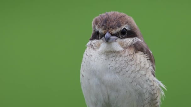 木の枝に鳥のショットを閉じるブラウン シュリケ — ストック動画