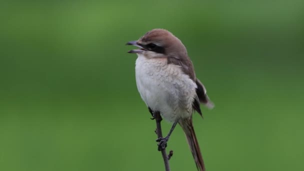 木の枝に鳥のショットを閉じるブラウン シュリケ — ストック動画