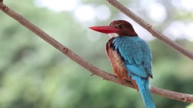 Ağacın dalında beyaz boğazlı Kingfisher.