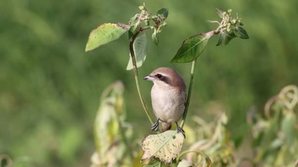 Brown Shrike Zblízka Záběr Ptáka Větvi Stromu — Stock video