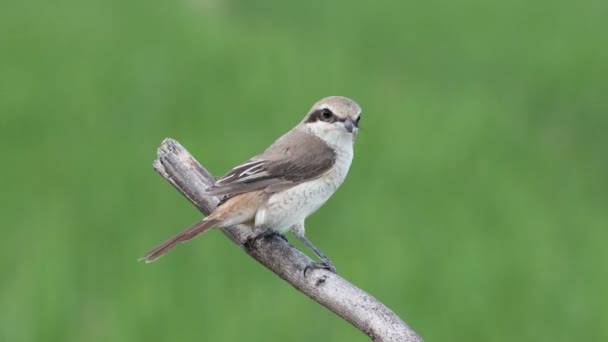 Brown Shrike Zblízka Záběr Ptáka Větvi Stromu — Stock video