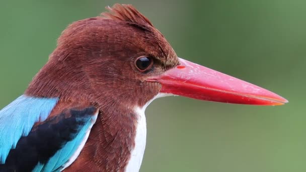 Biało Gardłowy Kingfisher Zbliżenie Strzał Gałęzi Drzewa — Wideo stockowe