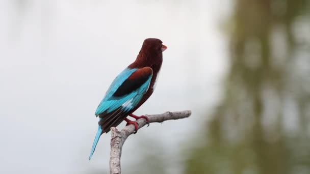 Biało Gardłowy Kingfisher Zbliżenie Strzał Gałęzi Drzewa — Wideo stockowe