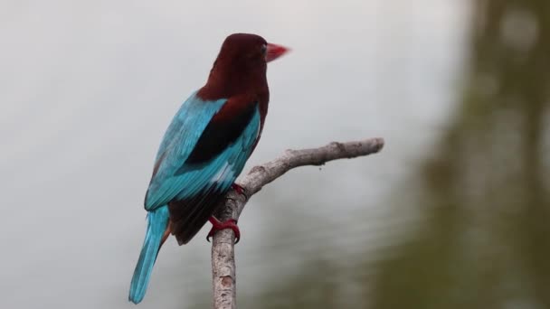 White Throated Kingfisher Close Tiro Uma Árvore Galhos — Vídeo de Stock