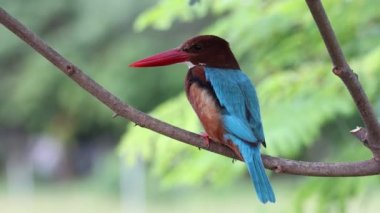 Beyaz boğazlı Kingfisher bir ağaç dalına yakın çekim yapıyor..