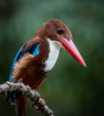 Beyaz Boğazlı Kingfisher, daldaki kuşun yakın plan görüntüsü..