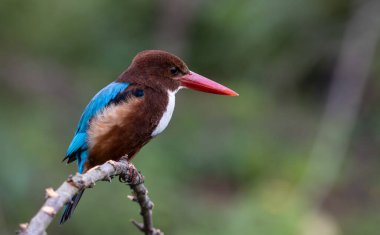 Beyaz Boğazlı Kingfisher, daldaki kuşun yakın plan görüntüsü..