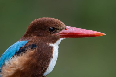 Beyaz Boğazlı Kingfisher, daldaki kuşun yakın plan görüntüsü..