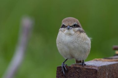 Kahverengi Shrike yakın plan kuş görüntüsü..