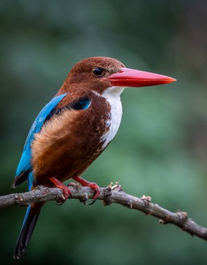 Ağaç dalında beyaz boğazlı Kingfisher kuşun yakın çekim görüntüsü.