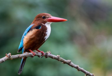 Ağaç dalında beyaz boğazlı Kingfisher kuşun yakın çekim görüntüsü.