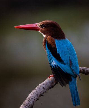 Ağaç dalında beyaz boğazlı Kingfisher.