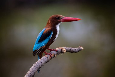 Ağaç dalında beyaz boğazlı Kingfisher.