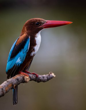 Ağaç dalında beyaz boğazlı Kingfisher.