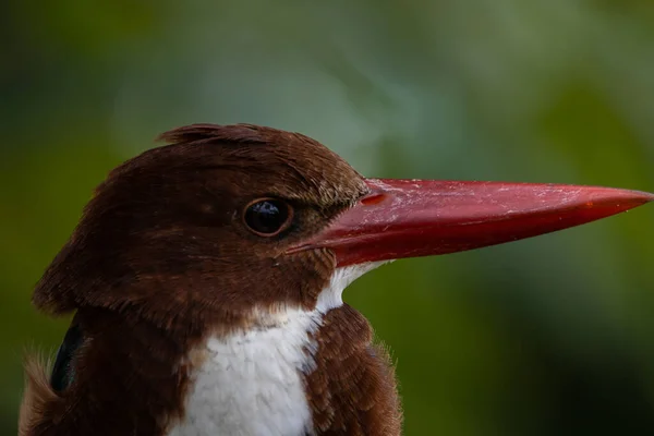 Blanco Garganta Kingfisher Primer Plano Disparo Pájaro Una Rama —  Fotos de Stock