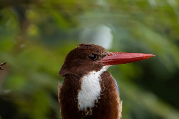 Blanco Garganta Kingfisher Primer Plano Disparo Pájaro Una Rama —  Fotos de Stock