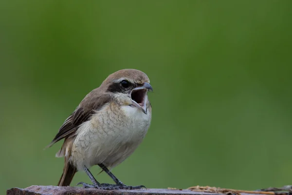 Brown Shrike Close Tiro Pássaro — Fotografia de Stock