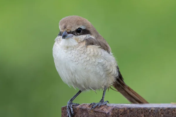 Brown Shrike Зблизька Знімок Птаха — стокове фото