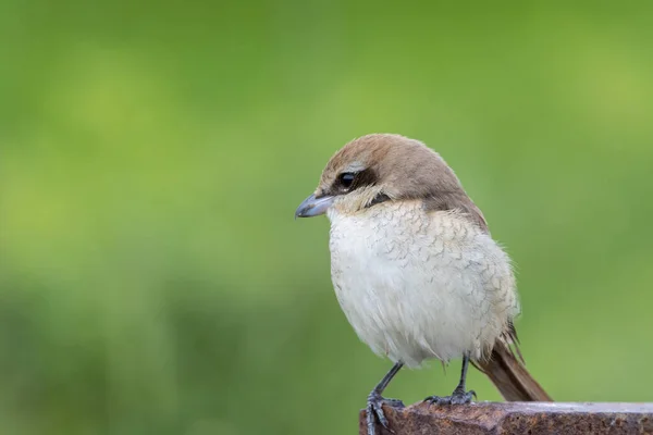 Brown Shrike Close Shot Bird — Stock Photo, Image