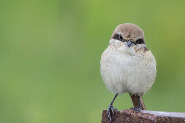 Brown Shrike Зблизька Знімок Птаха — стокове фото