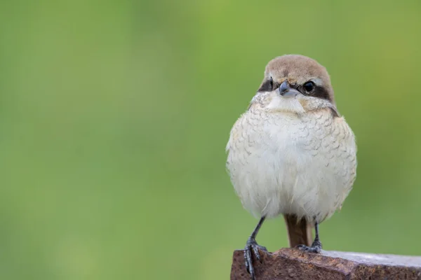 Brown Shrike Зблизька Знімок Птаха — стокове фото
