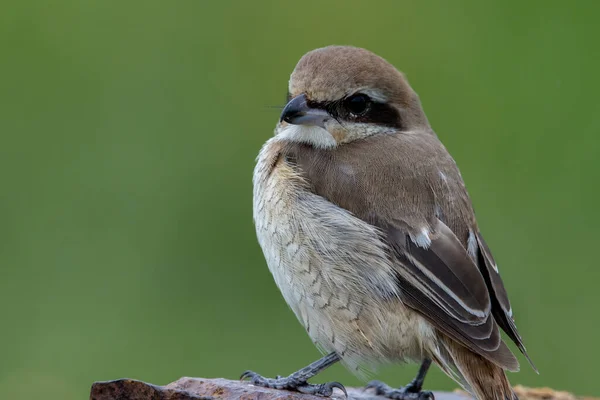 Brown Shrike Zblízka Záběr Ptáka — Stock fotografie