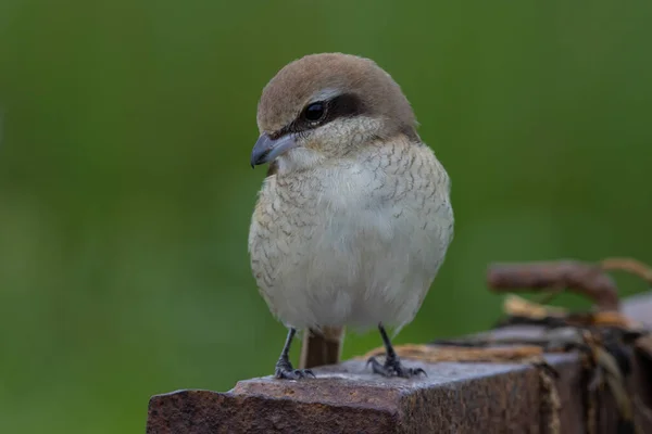 Barna Shrike Közelkép Egy Madárról — Stock Fotó