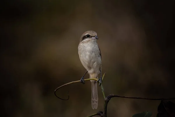 Brown Shrike Zbliżyć Strzał Ptaka Gałęzi Drzewa — Zdjęcie stockowe