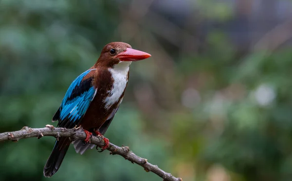 Biało Gardłowy Kingfisher Gałęzi Drzewa Zbliżyć Strzał Ptaka — Zdjęcie stockowe