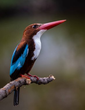 Ağaç dalında beyaz boğazlı Kingfisher.