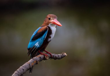 Ağaç dalında beyaz boğazlı Kingfisher.