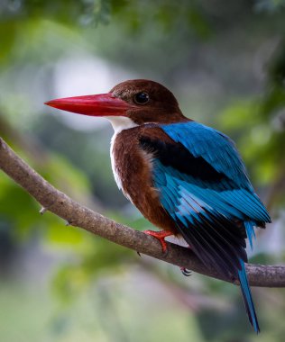 Ağaç dalında beyaz boğazlı Kingfisher kuşun yakın çekim görüntüsü.